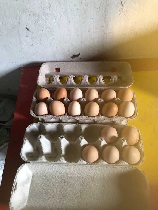 Ovos de galinhas pedrês portuguesa