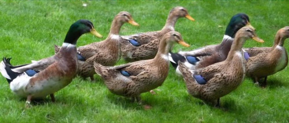 Jaja lęgowe kaczki staropolska i dworka 20 sztuk