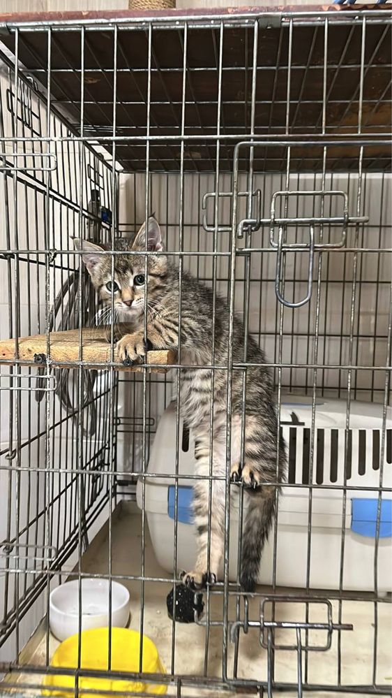 Віддам котика в добрі руки