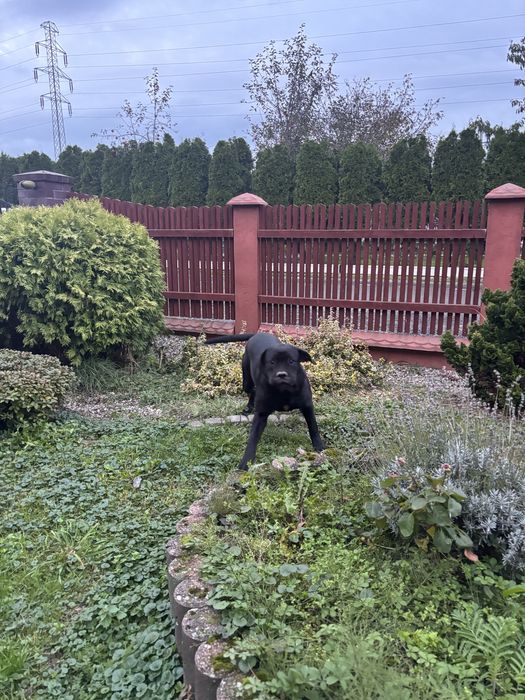 Cane corso roczna suczka z rodowodem