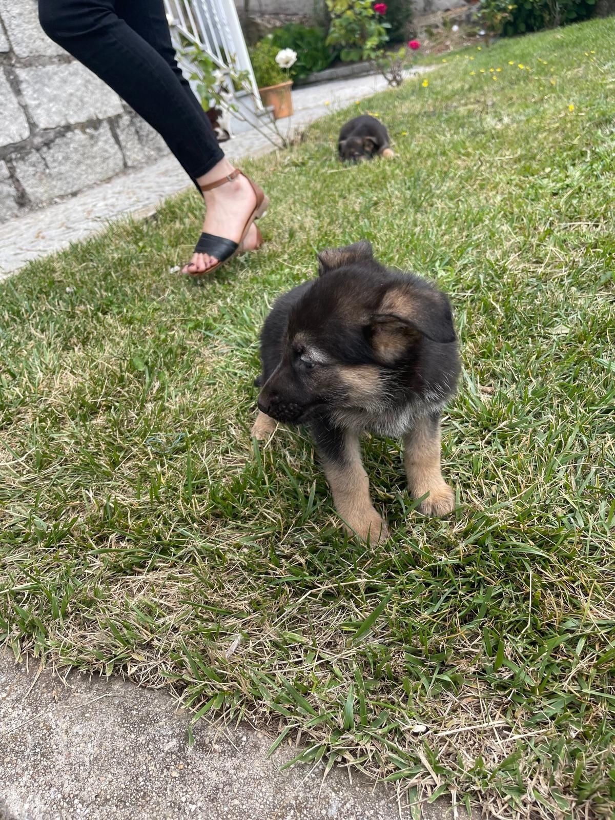 Animais cão de raça
