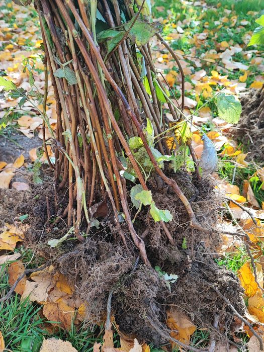 Sadzonki malin, wczesna odmiana, duże owoce