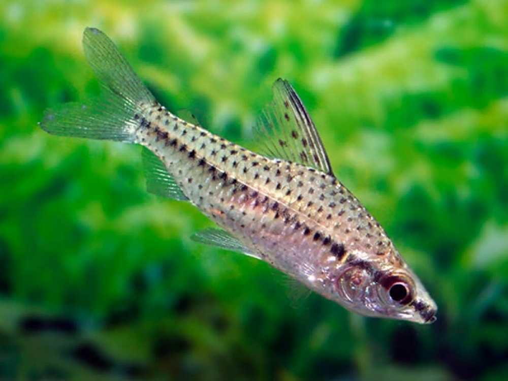 Stojaczek punktowany - Chilodus punctatus - dowóz, wysyłka