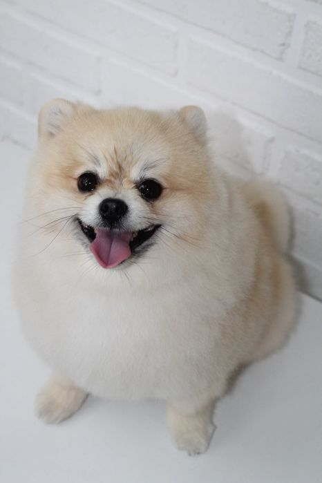 Груминг щпица ! Стрижка шпица !