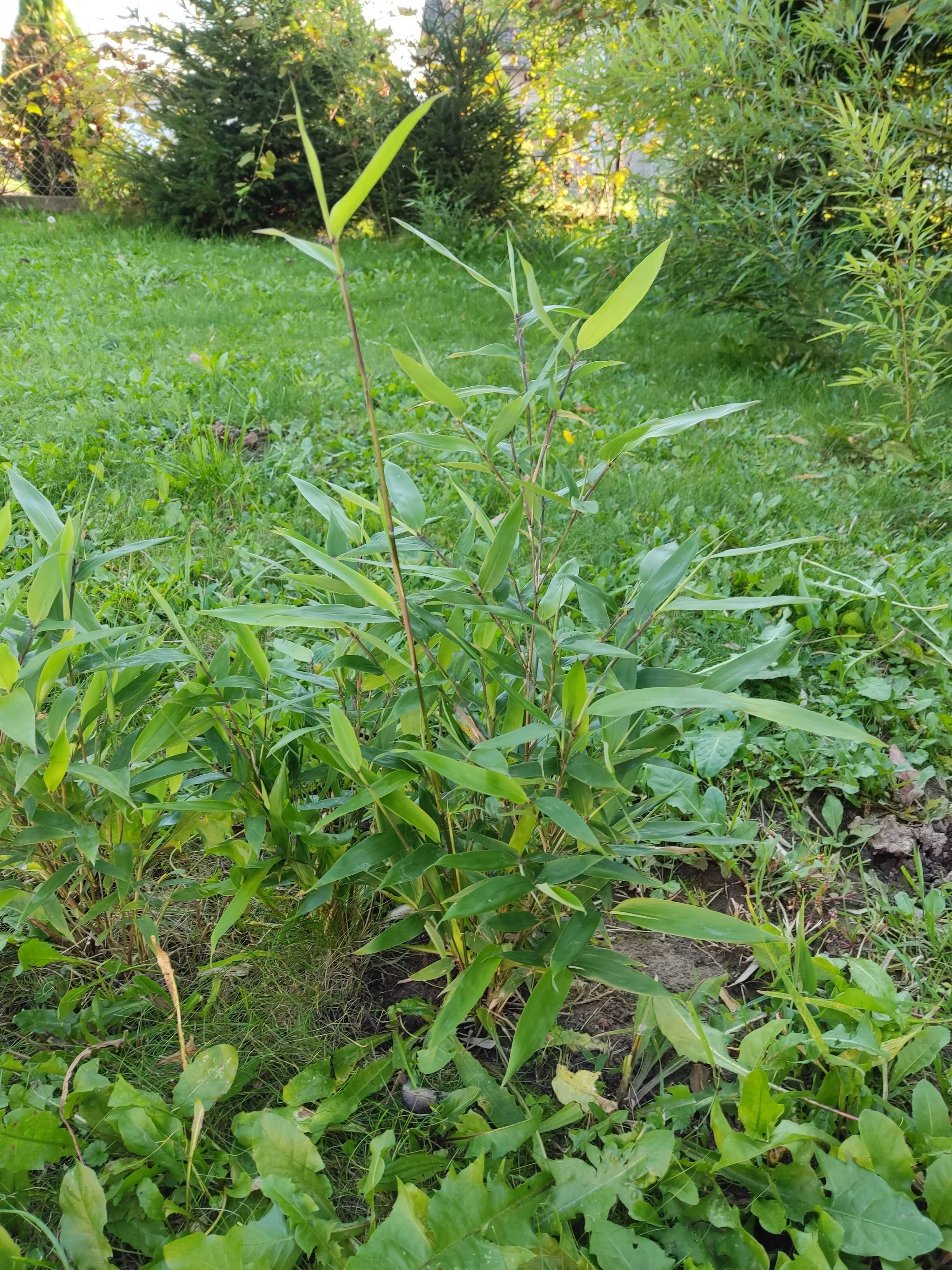 Bambus Bissetii sadzonki