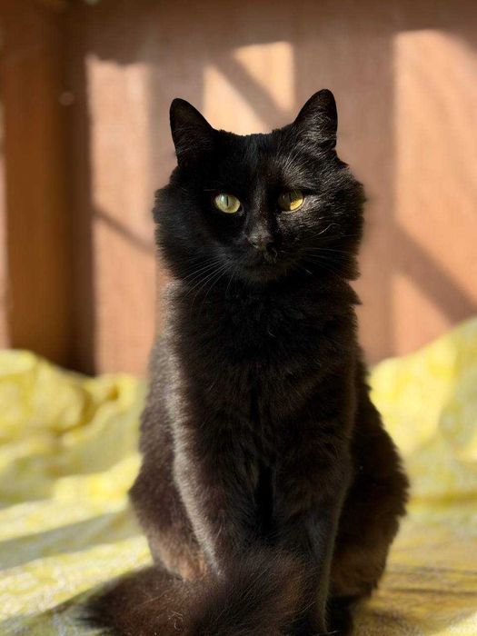 Маленька киця-ангора шукає родину