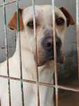 SIMBA (Macho, 25Kg) Para Adoção