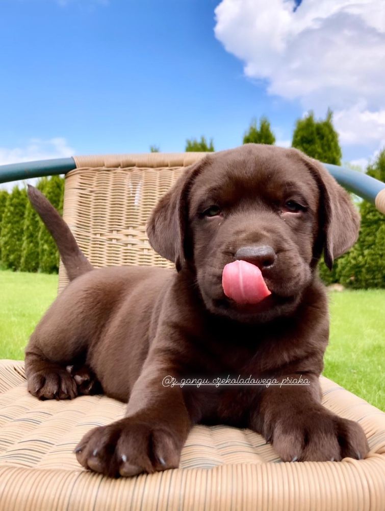Labrador retriever czekoladowy szczeniak