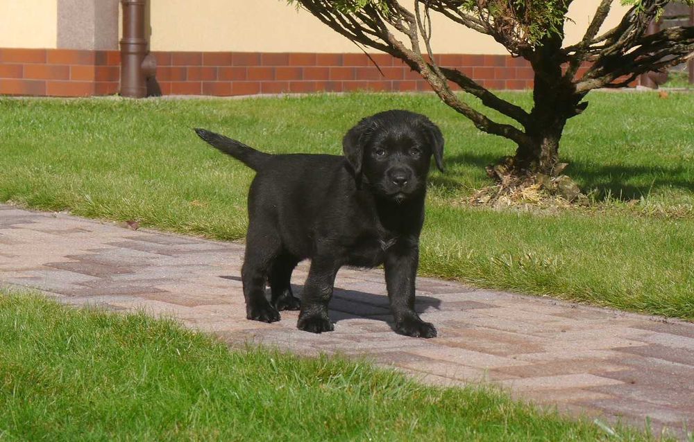Labrador retriever - czarny chłopiec z rodowodem ZKwP / FCI