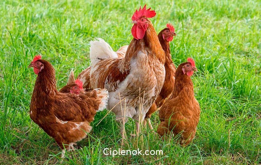 Суточные курочки несушки Ломан Браун, Тетра, цыплята, курчата