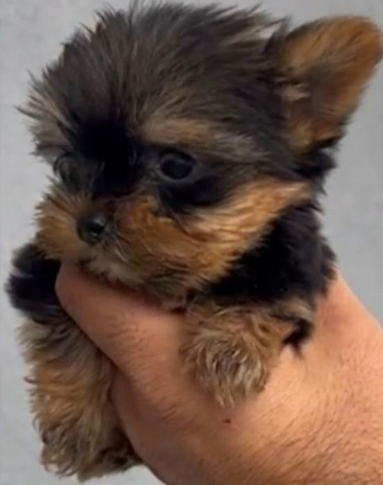 Yorkshire  terrier super Mini ,de qualidade fofo  Excelente qualidade