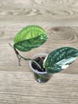 Монстера Karstenianum variegata