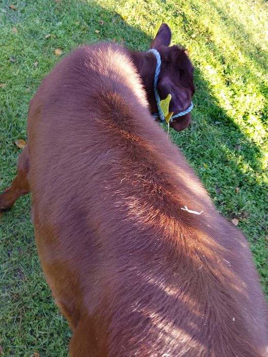 Sprzedam jałówkę mięsna limousine