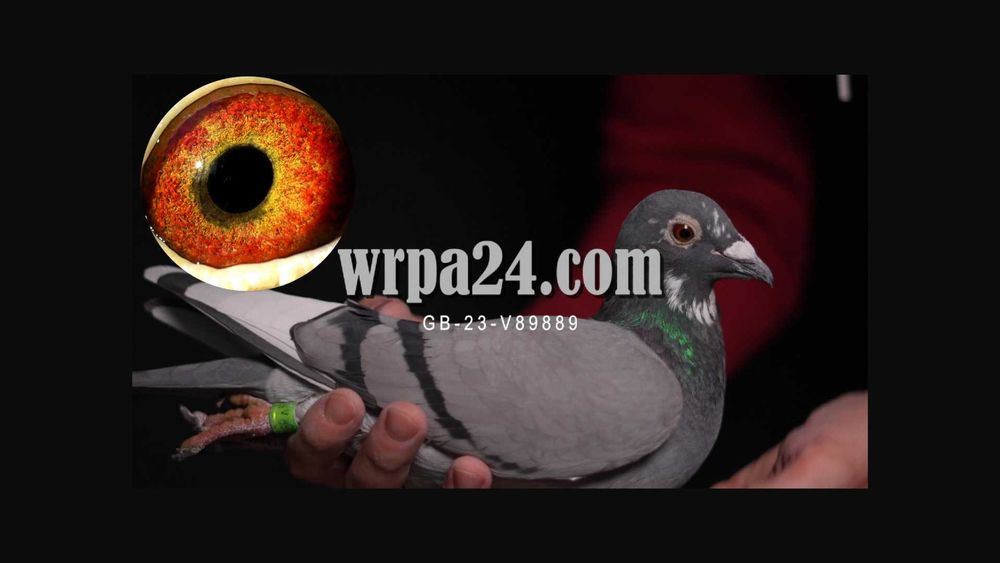 Gołębie pocztowe najwyższej jakości