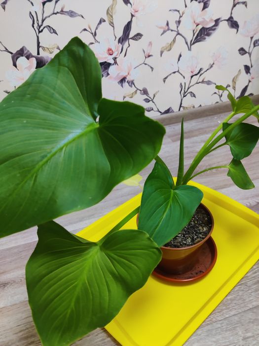 Калла комнатные цветы