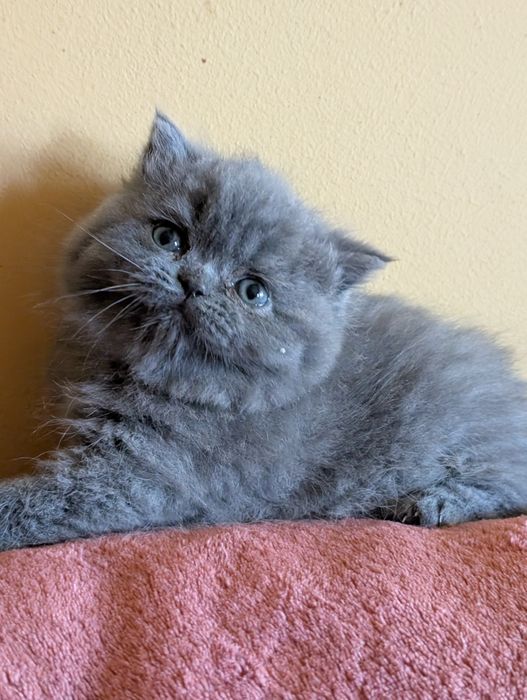 Kotka  Brytyjska Niebieska