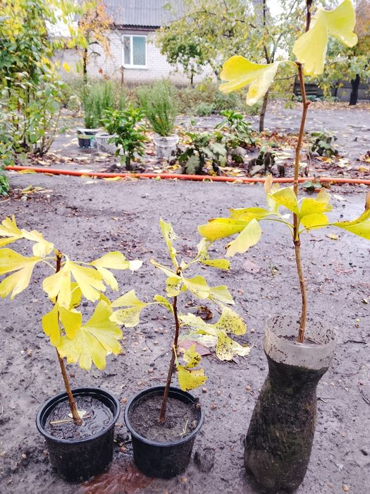 Продам саджанці гінкго білоба