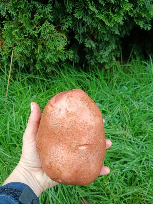 Bardzo duże ziemniaki bellarosa czerwone