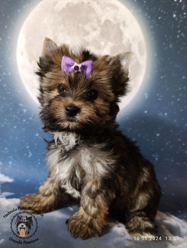 York, yorkshire terrier ocean pearl suczka