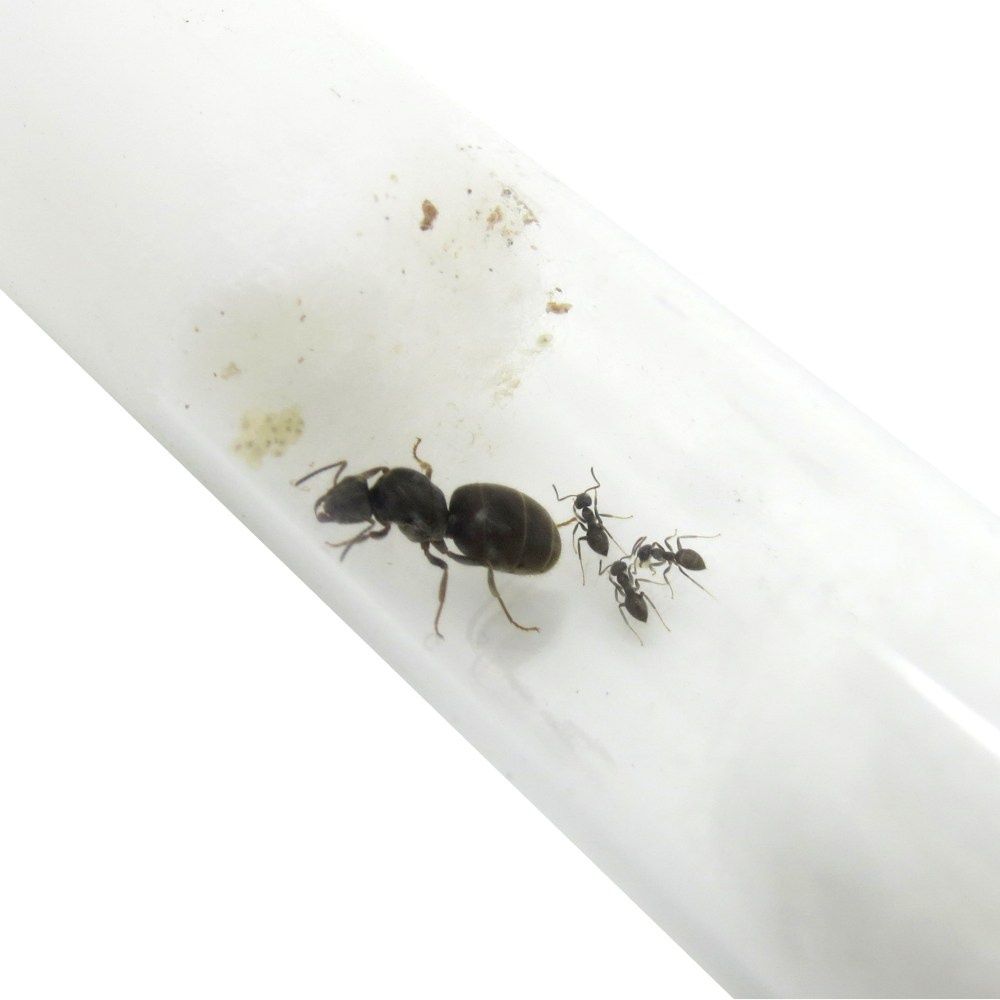 Муравьи lasius niger (sp)
