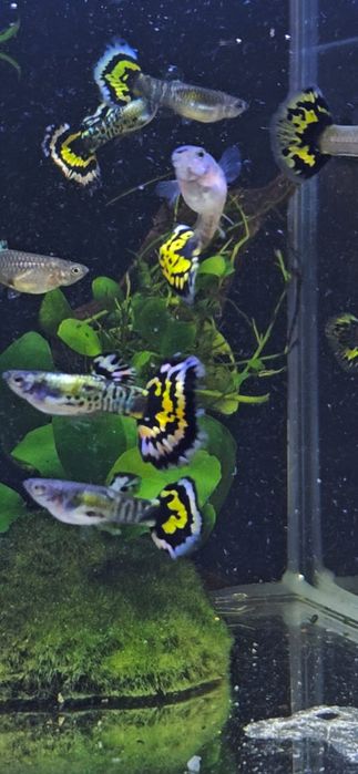 Gupik Yellow Tiger Mosaic