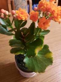 Kwiatek doniczkowy  kalanchoe