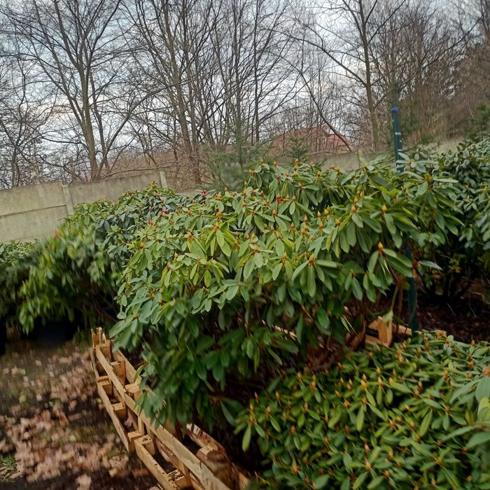 Rododendrony,różaneczniki duże okazy