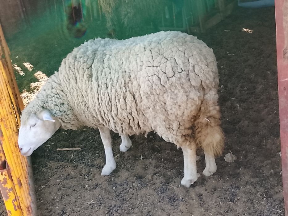 Ovelha dois anos, prenha