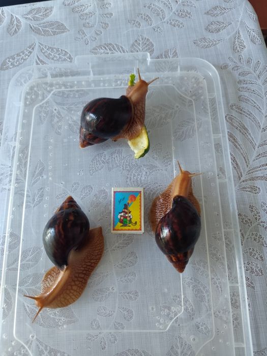 Равлики Ахатіни!