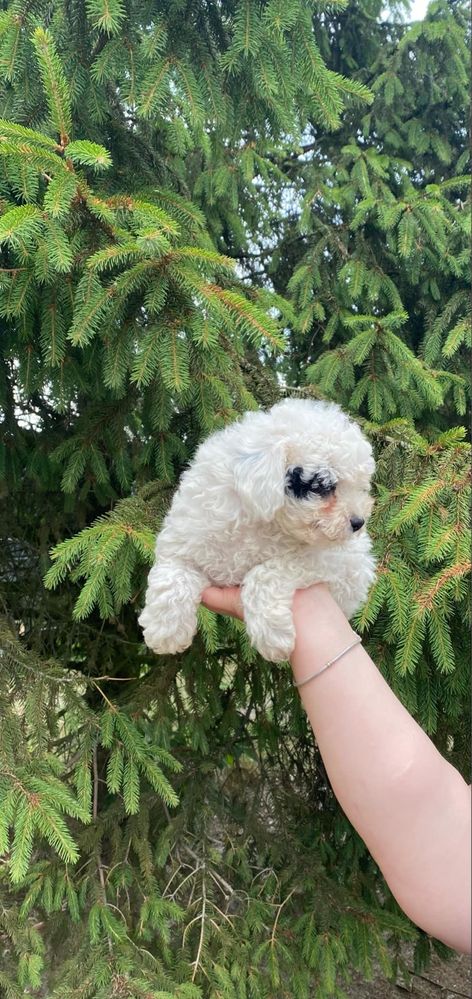 Pudel toy/miniaturka piesek