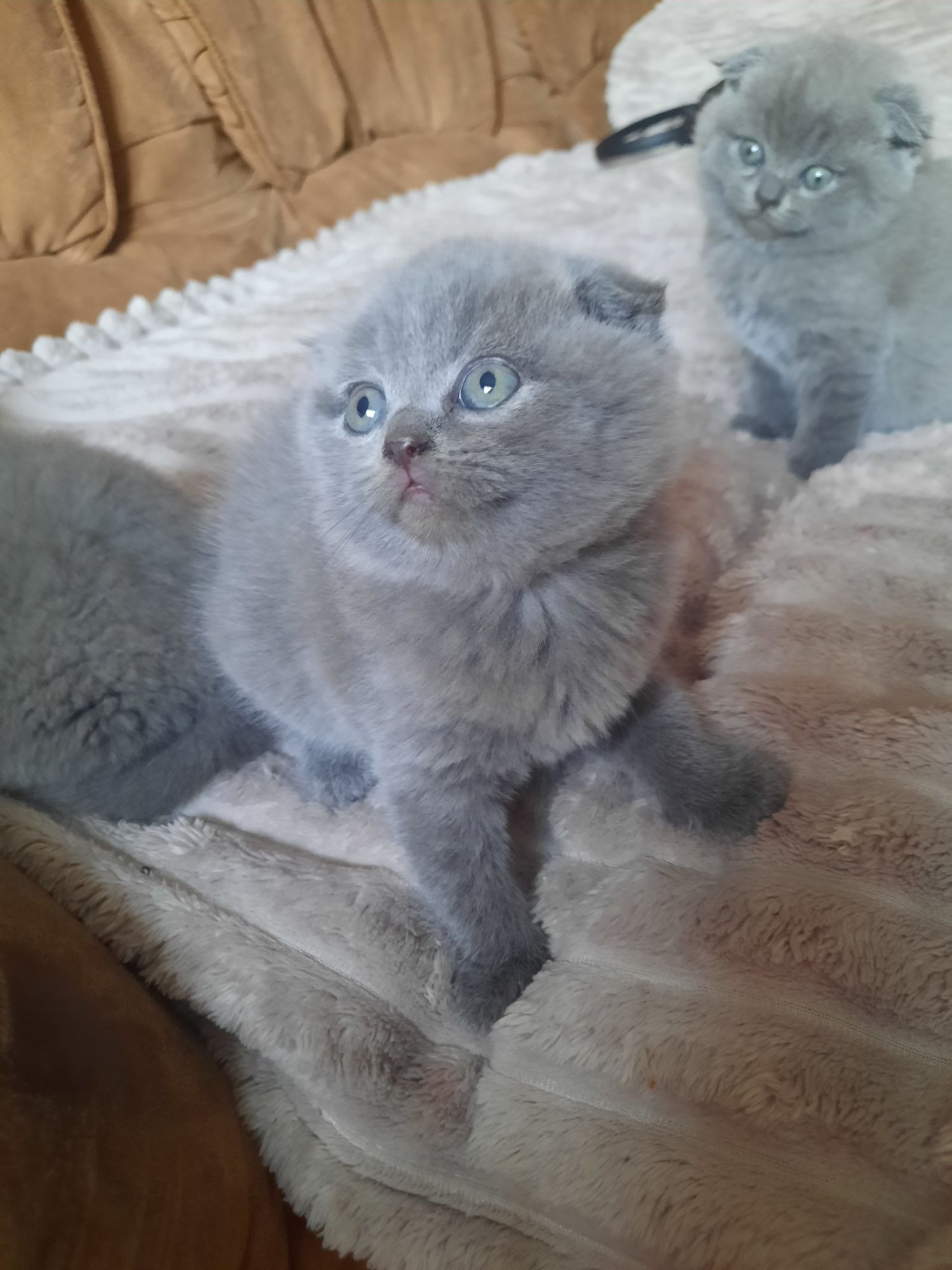 Британські кошенята скотіш фолд та скотіш страйт,