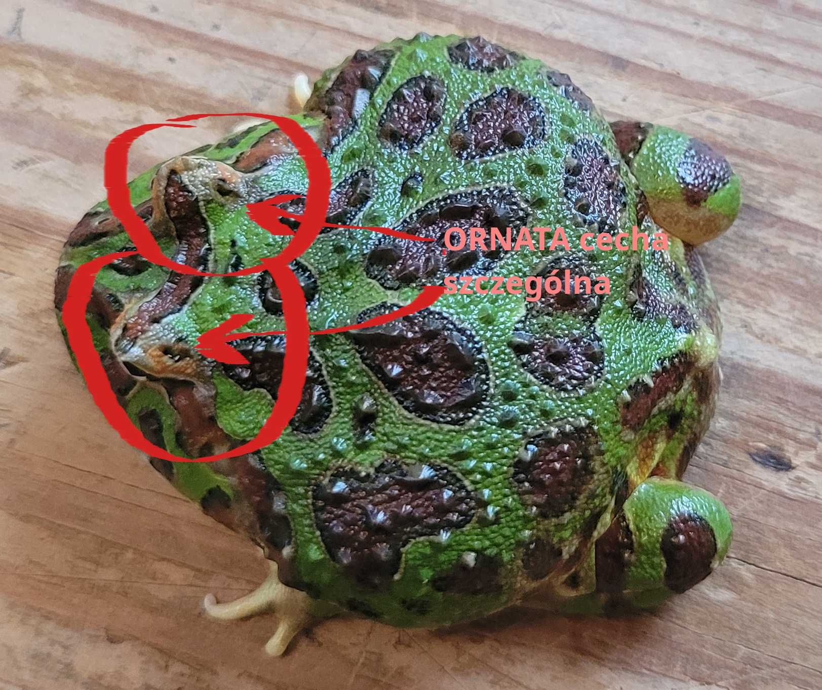 Żaba rogata OZDOBNA - Ceratophrys ORNATA