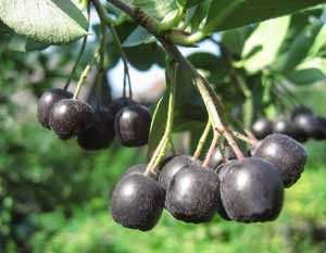 чорна горобина, рябина, чорноплодка, аронія, з екологічного саду