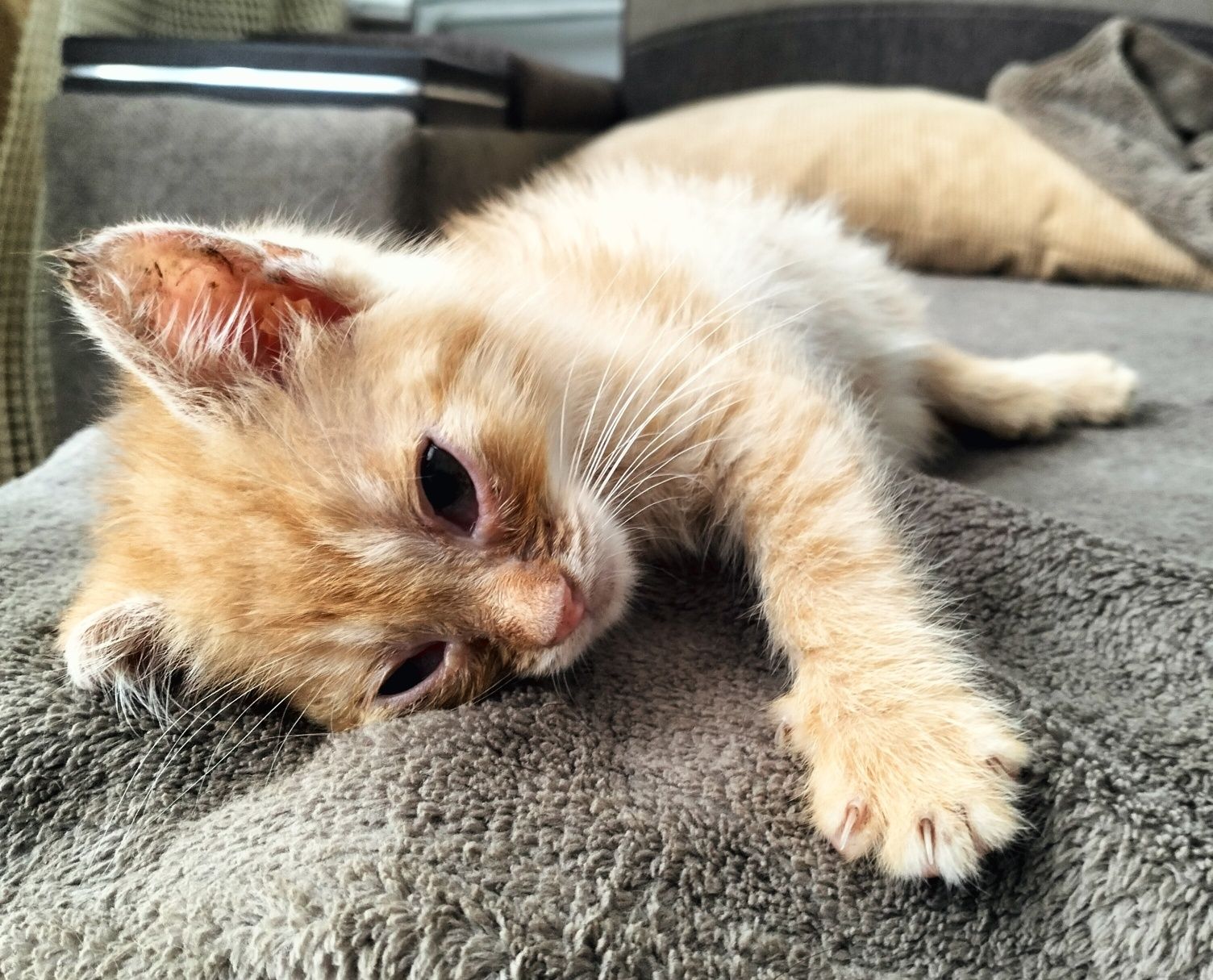 Kotek do adopcji za darmo