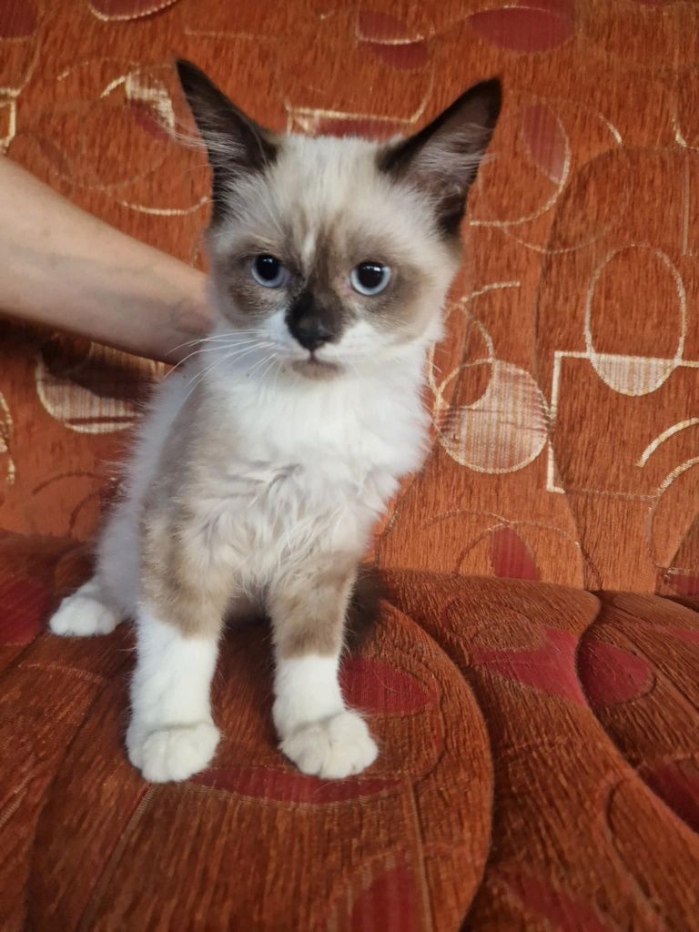 Ragdoll kocurek rag 4msc