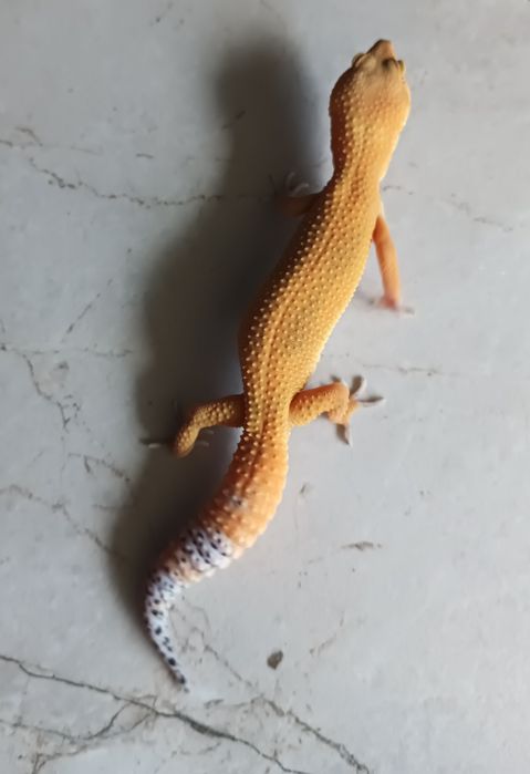 Gekon lamparci, eublefar lamparci Mandarin Tangerine