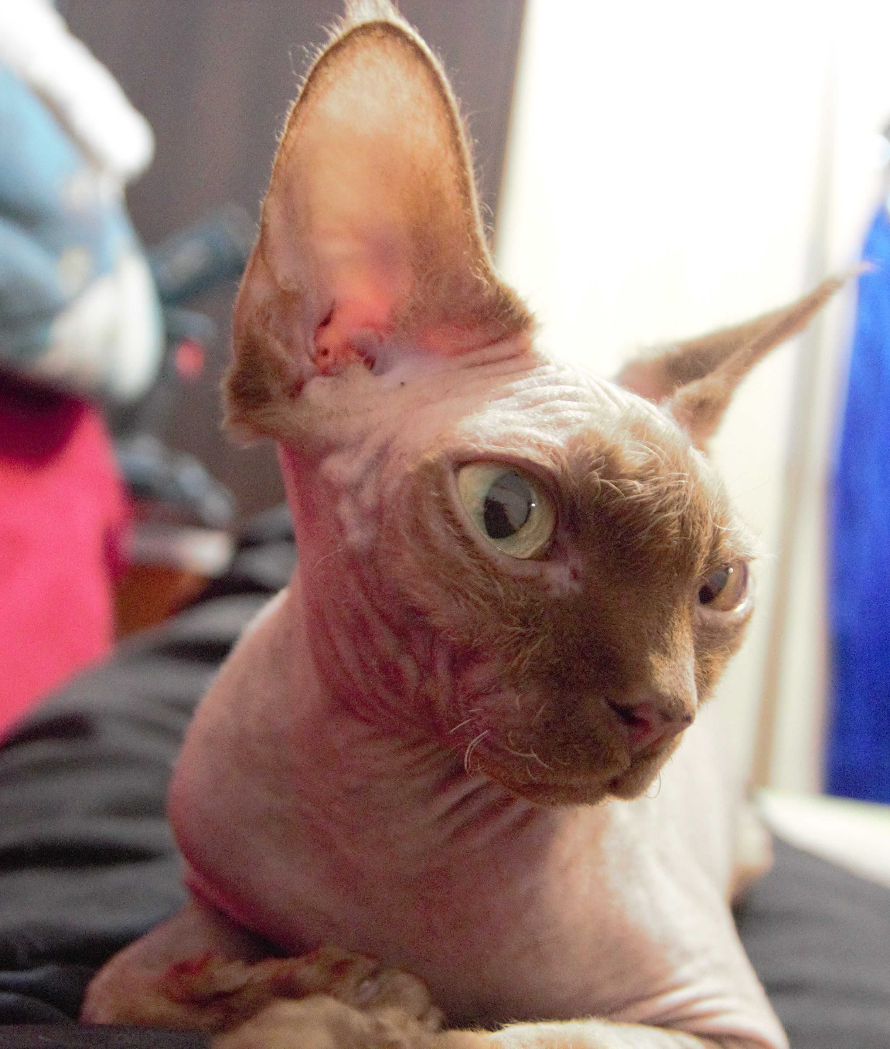 Kociak Devon Rex
