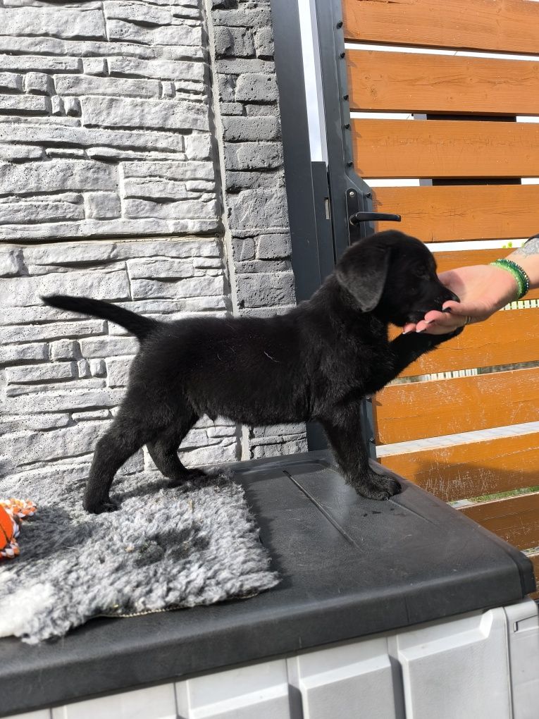 Labrador Retriever czarny Sid gotowy do odbioru
