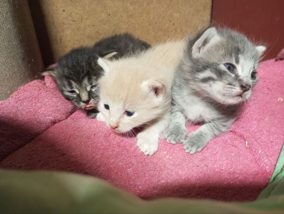 Кошенята від домашньої кішки