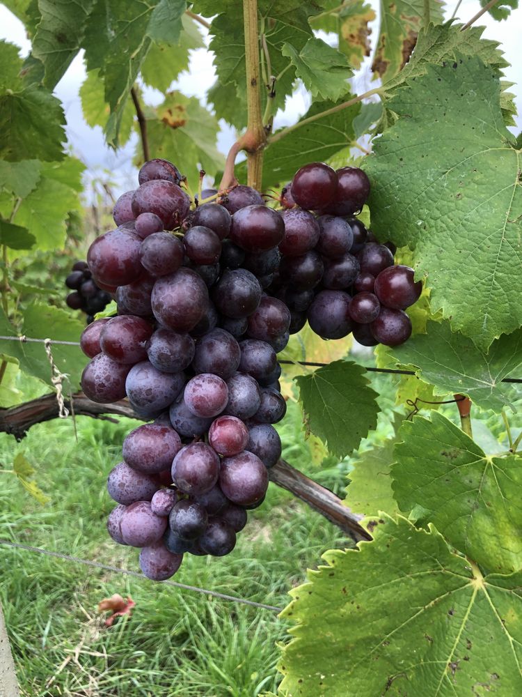 Саженцы винограда столових сортів: Турхаел