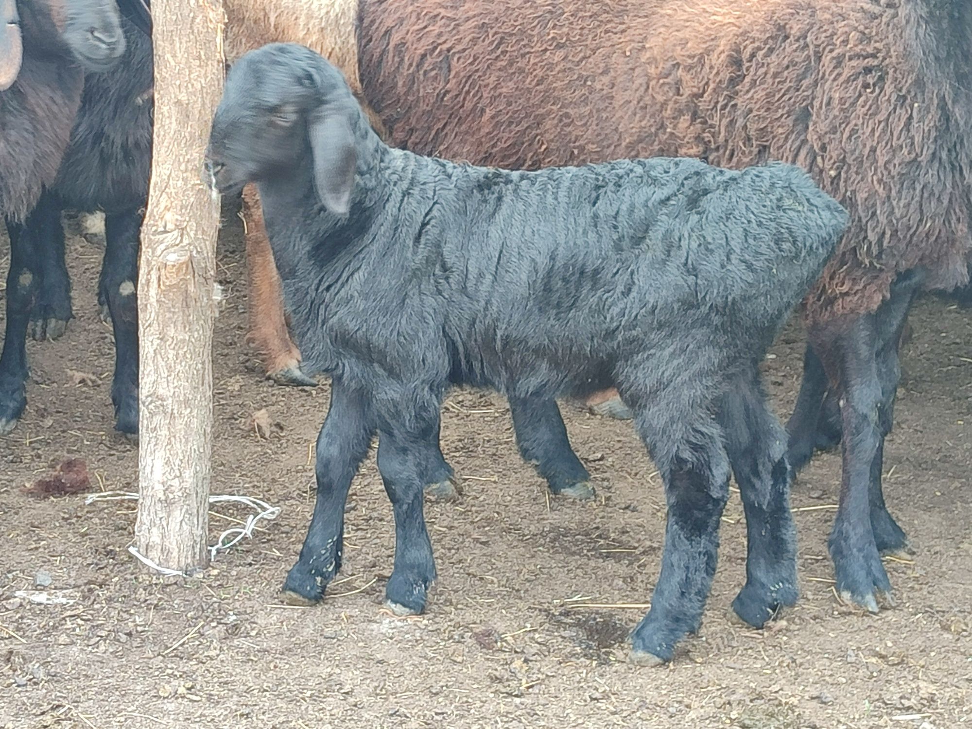 Курдючьные бараны