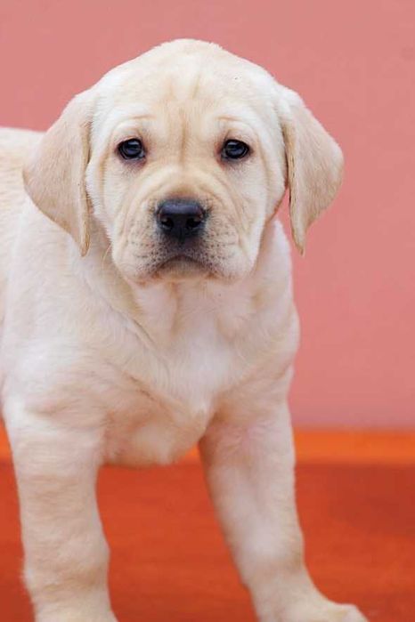 Продаются щенки лабрадора-ретривера с документами