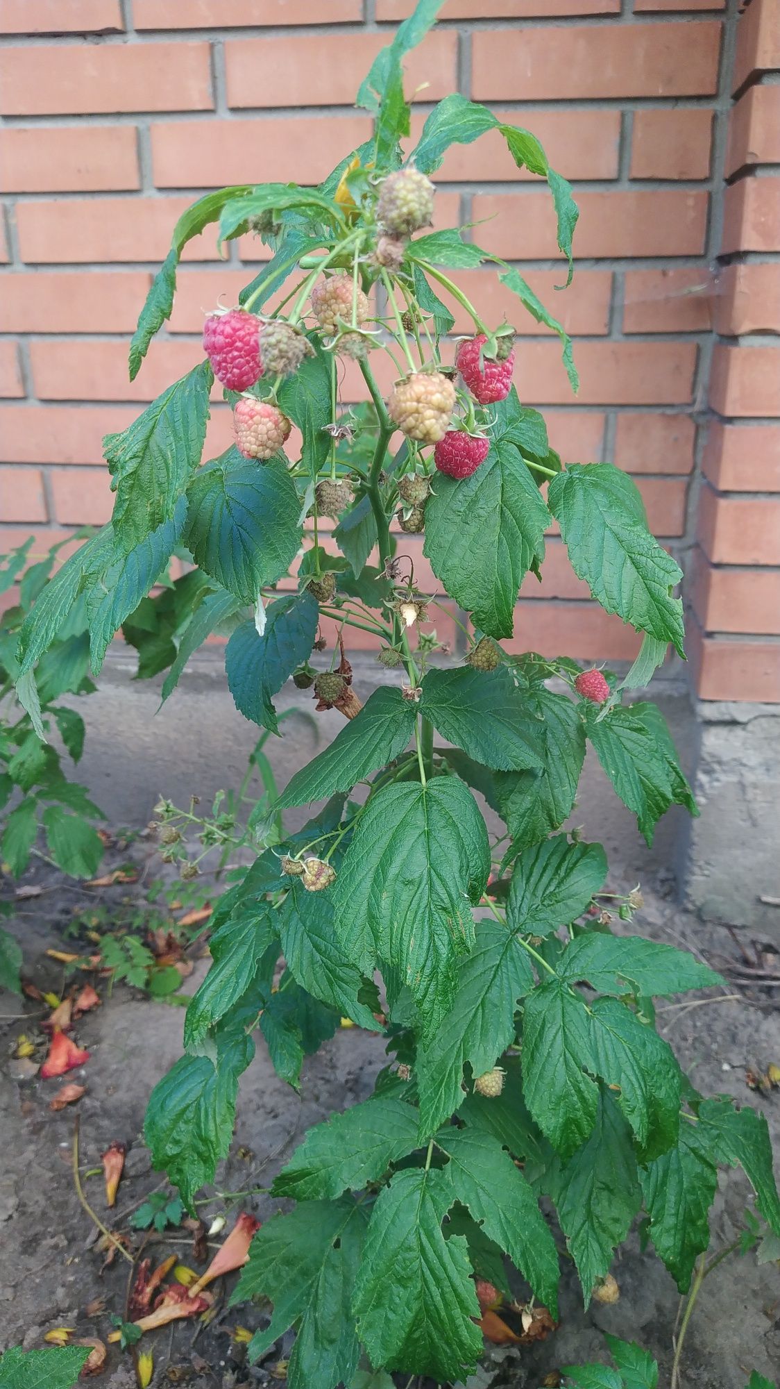 Малинове дерево "Богатир"