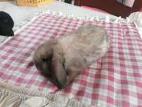 Coelhinhos anões mini lop (orelhudos)