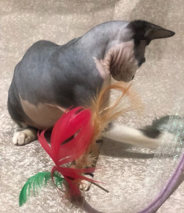 Кошеня Девон рекс