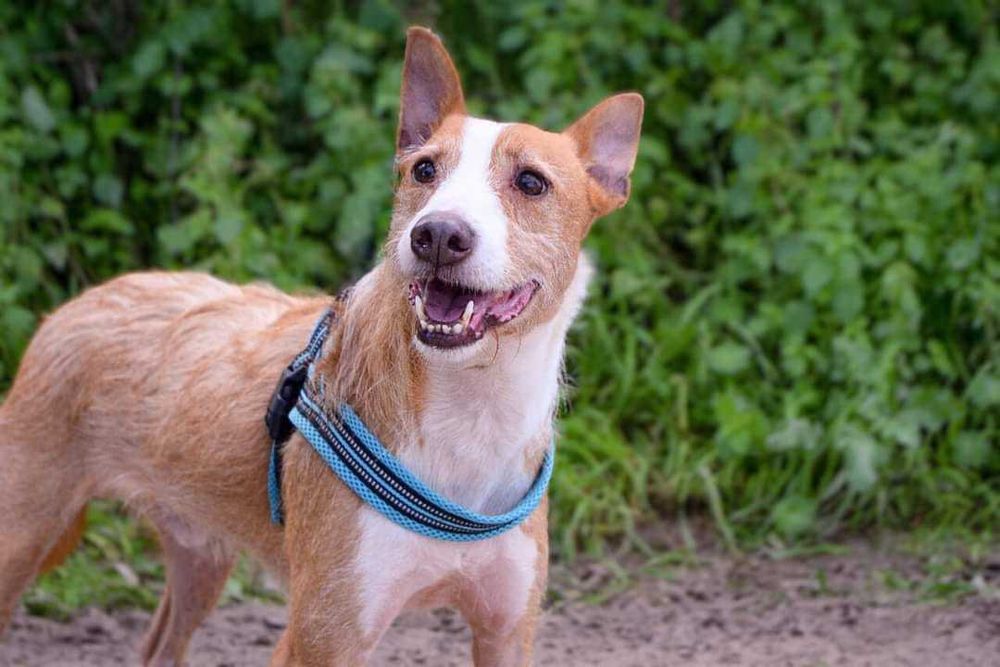 Mingo - cão médio para adoção