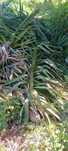 Vendo Yucca - pata de elefante