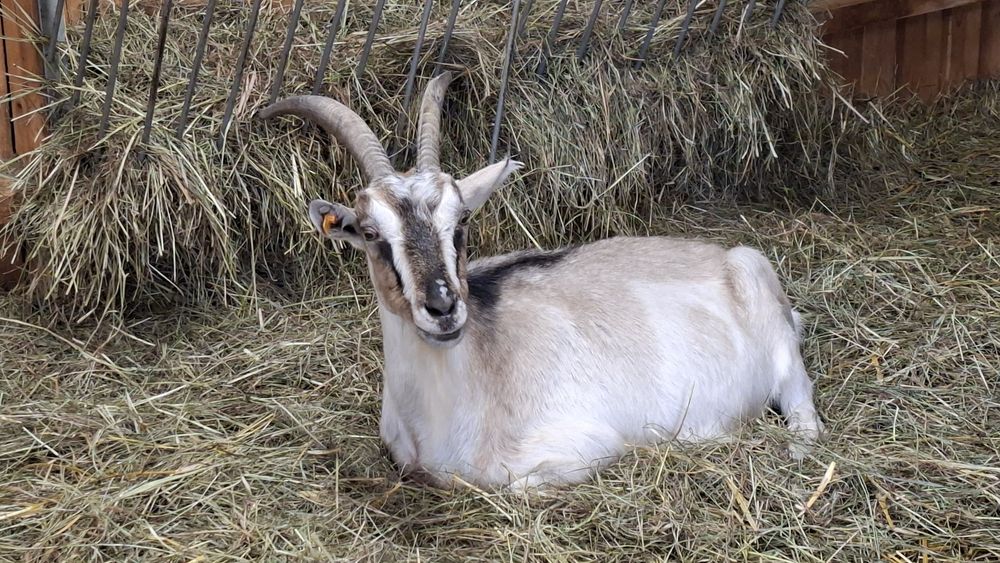 Kozy - stado mieszane