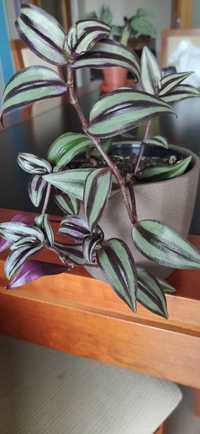 Muda planta Tradescantia zebrina