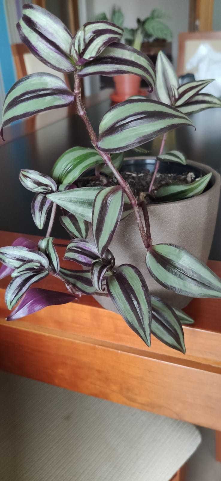 Muda planta Tradescantia zebrina